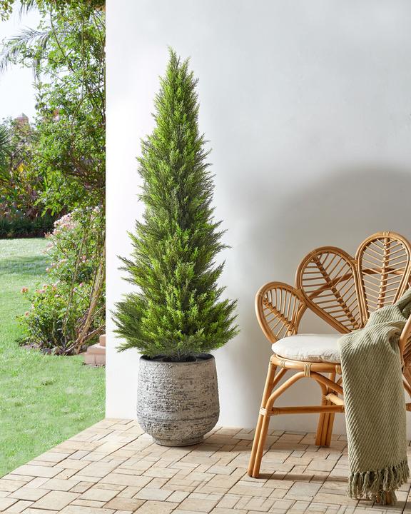 Immagine prodotto Beliani Cedar Tree (153 cm)