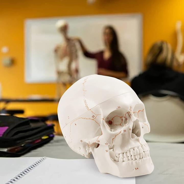 Produktbild Medarchitect Upgraded Human Skull