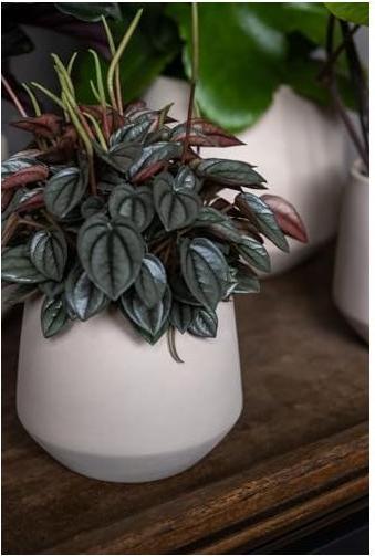 Produktbild Pottery Pots Julia XS (11 x 11 cm)