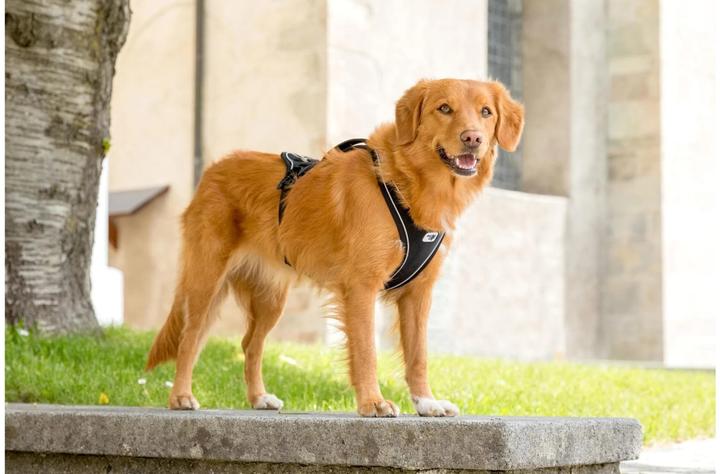 Produktbild Curli Geschirr Magnetic Belka Comfort (XS, Hund, Allgemein)