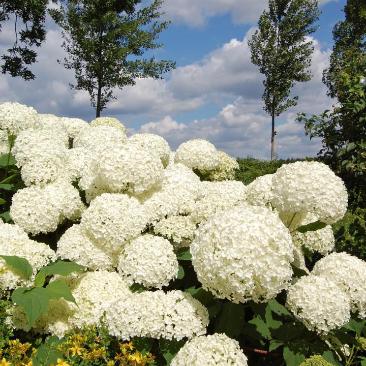 Actual product image Plant in a Box Hydrangea Strong Annabelle - Hydrangea (30 cm)