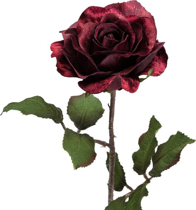 Image du produit pfister Celebration