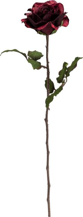 Image du produit pfister Celebration