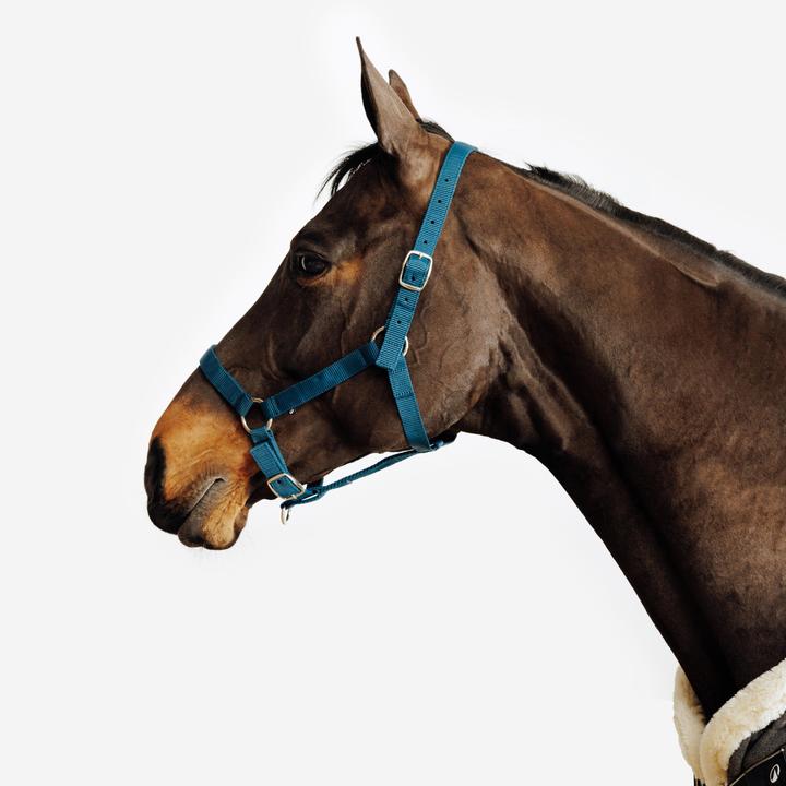 Fouganza Halfter Schooling blau