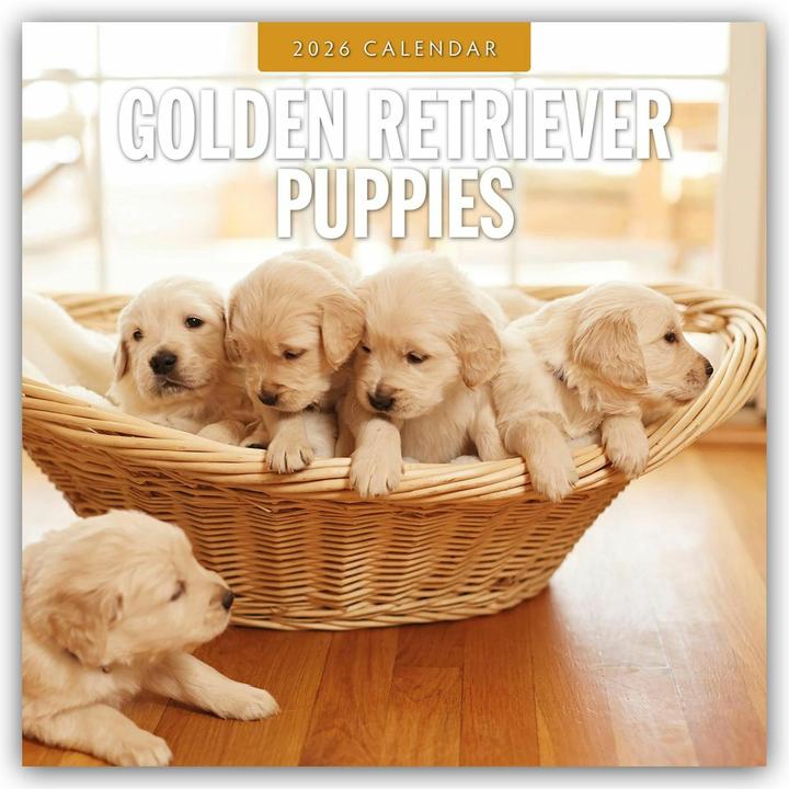 Produktbild Golden Retriever Puppies 2026 Square Wall Calendar (30.5 x 30.5 cm)