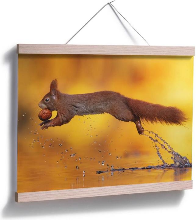 Produktbild Trenddeko van Duijn - Eichhörnchen im Sprung (60 x 50 cm)