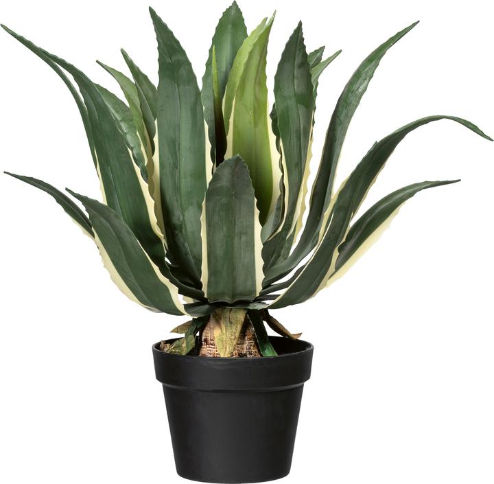 Schubiger Kunstpflanze Agave Americana Variegata - kaufen bei Galaxus -  Galaxus