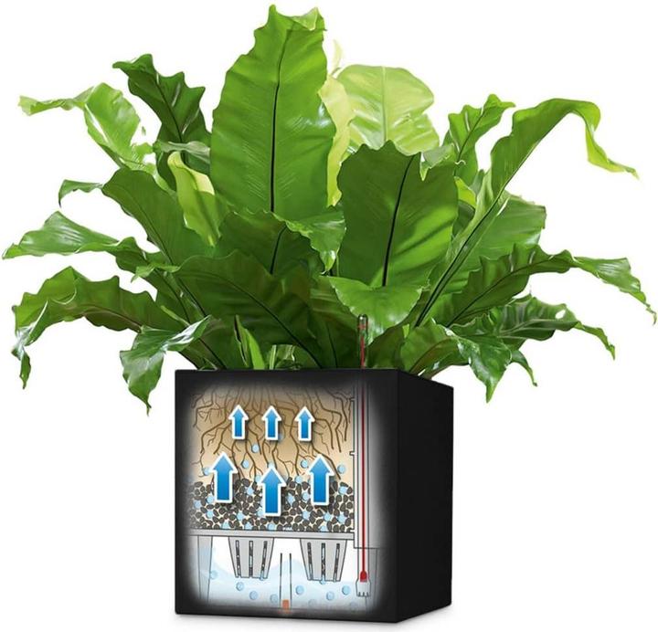 Produktbild Lechuza Canto (30 x 40 x 30 cm)