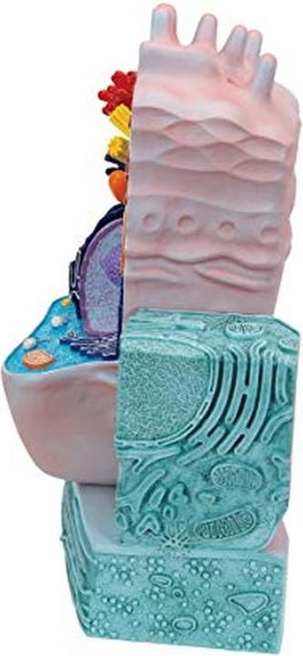 Actual product image 3B Scientific Animal Cell Model