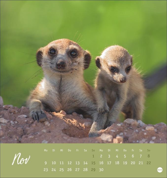 Produktbild Erdmännchen Postkartenkalender 2026