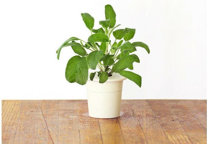 Actual product image Click and Grow Legend (Herb seeds)