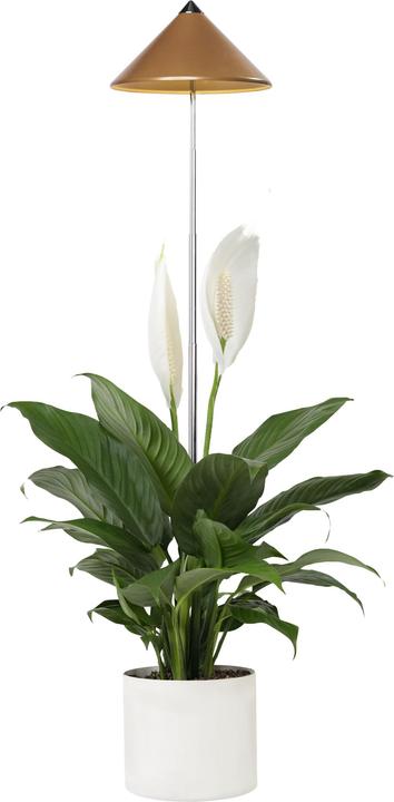 Actual product image Colibri Sunlite (LED, 230 V)