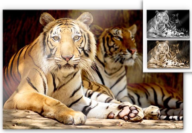 Image du produit Trenddeko Deux tigres royaux du Bengale (120 x 75 cm)