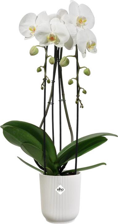 Actual product image Elho Vibes Fold Orchid (13.20 cm)