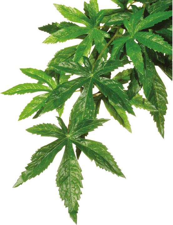 Image du produit Exo Terra Hagen EXOTERRA usine ABULITON L (Décoration, Plantes)