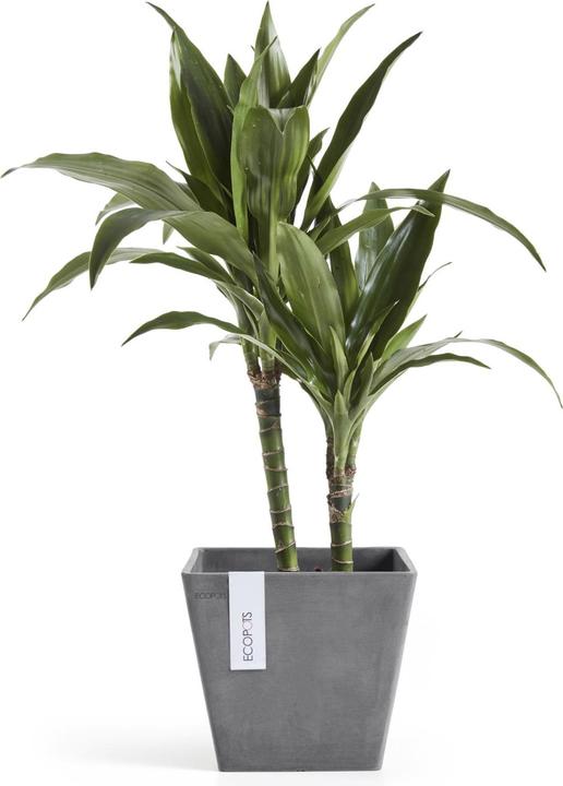 Image du produit Ecopots Rotterdam (20 cm)