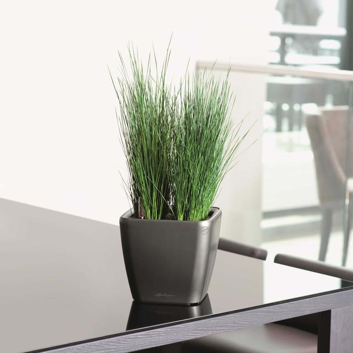 Actual product image Lechuza Quadro LS (43 cm)