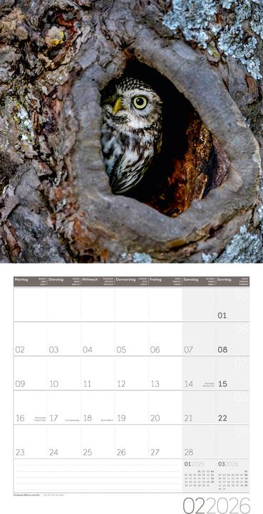 Produktbild Eulen Kalender 2026 - 30x30 (30 x 30 cm, Harter Einband, Deutsch, Französisch, Englisch)