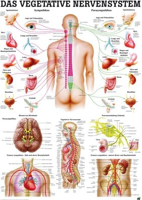 Produktbild Ruediger RÜDIGER Mini-Poster laminiert Vegetative Nervensystem 23 x 33 de (23 x 33 cm)