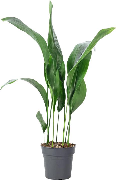 Flowerbox Schusterpalme - Aspidistra elatior - kaufen bei Galaxus - Galaxus