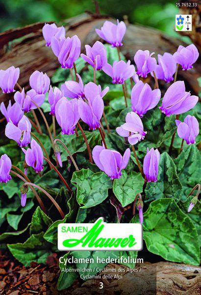 Immagine prodotto Samen Mauser Cyclamen hederifolium (Semi di fiori)