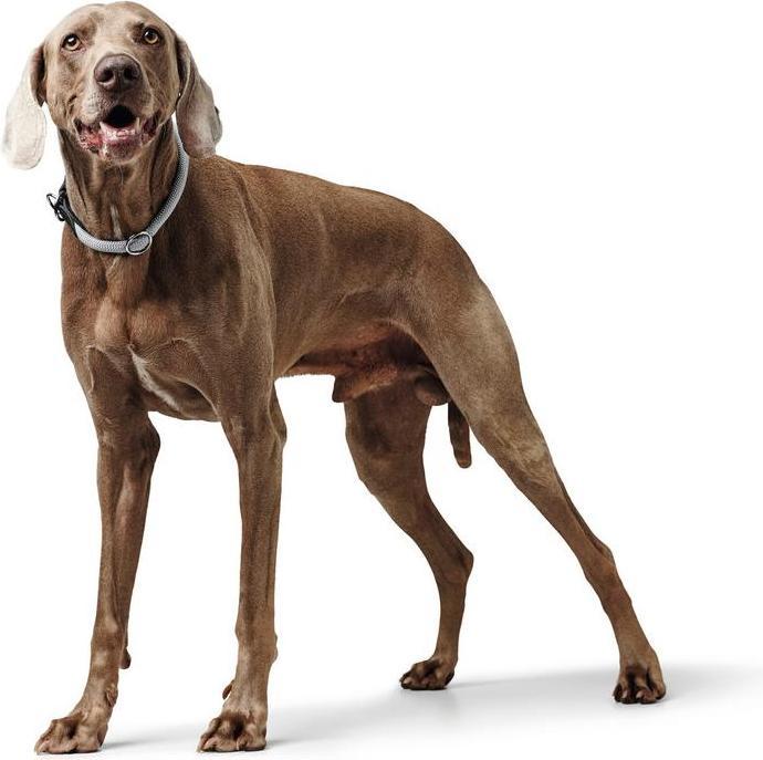 Produktbild Hunter Dressurhalsung Eiby Freestyle (40, Hund, Allgemein)