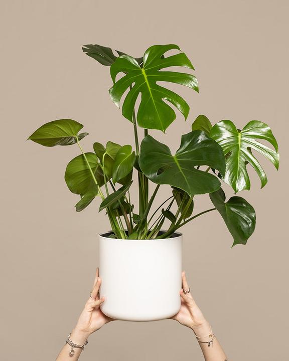 Actual product image feey Large Monstera (75 cm, Freshly repotted)