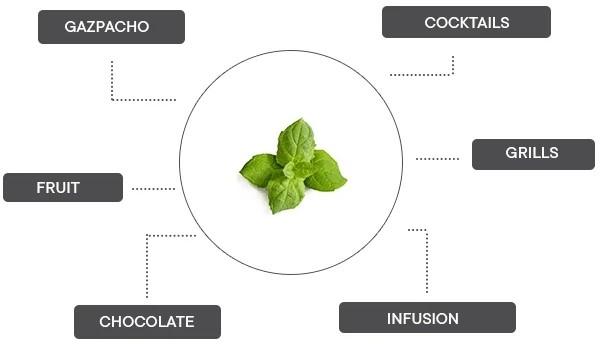 Immagine prodotto Véritable Menta marocchina (Semi di erbe)
