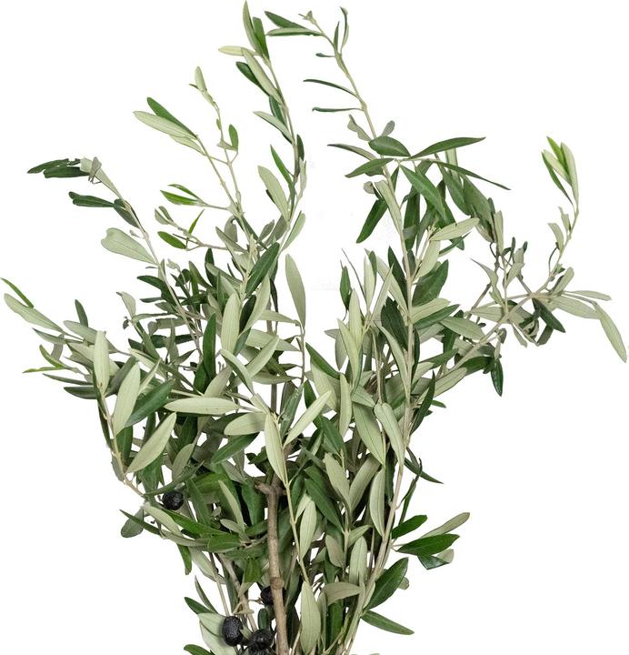 Flowerbox Olivenblätter (Trockenblumen)