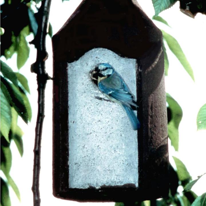 Immagine prodotto Schwegler Foro del nido