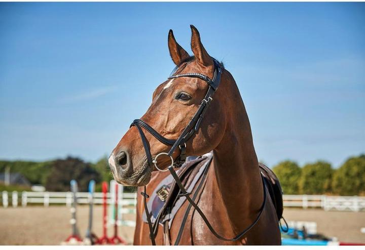 Image du produit Catago Sienna jumping bridle with flash