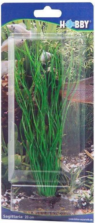 Produktbild Dohse Sagittaria, 20 cm (Dekoration, Pflanzen)