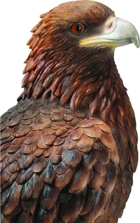 Image du produit Aigle royald