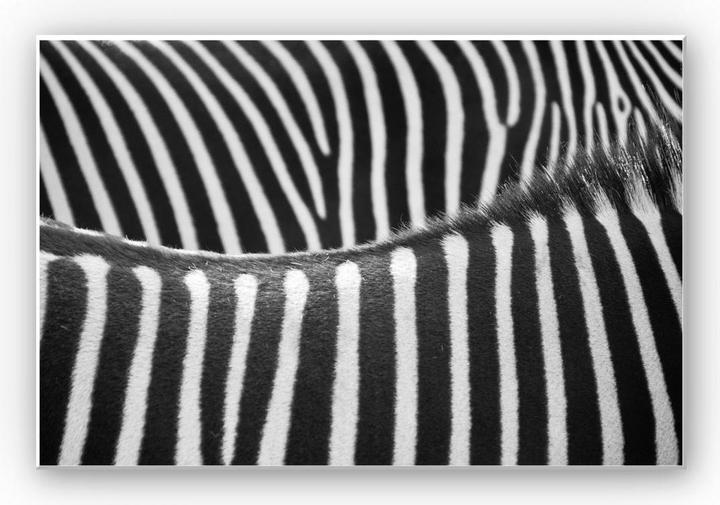 Image du produit Trenddeko Motif zèbre (30 x 20 cm)