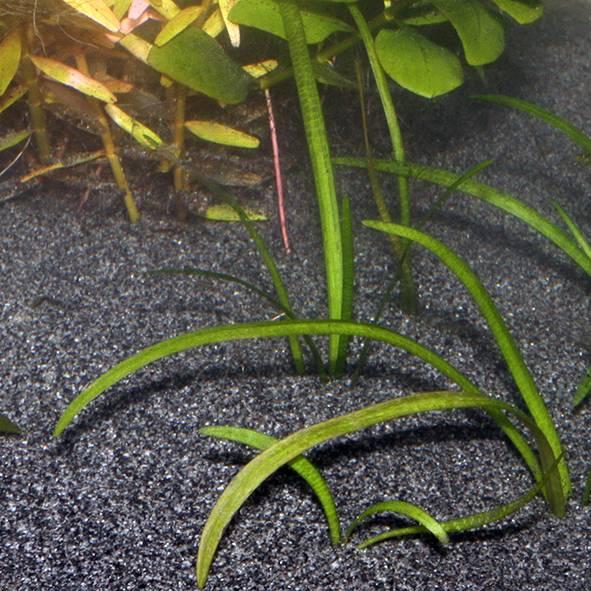 Actual product image JBL Aquaristik und Terraristik Zanzibar (Sand, other items)