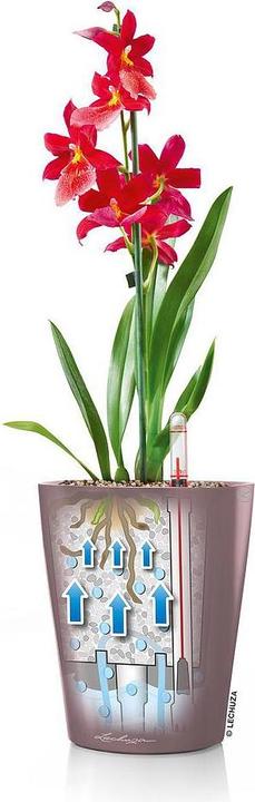 Actual product image Lechuza Mini Deltini (10 cm)