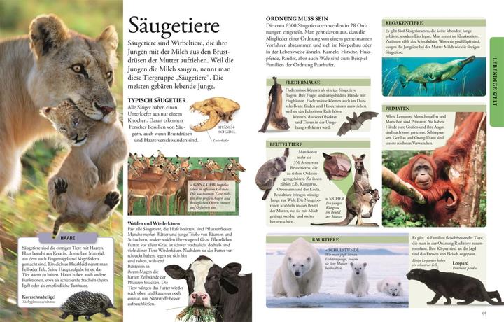 Produktbild Wissen für clevere Kids (Deutsch, Barbara Kiesewetter, Birgit Reit, DK Verlag - Kids, Karin Hofmann, Martin Kliche, 2024)