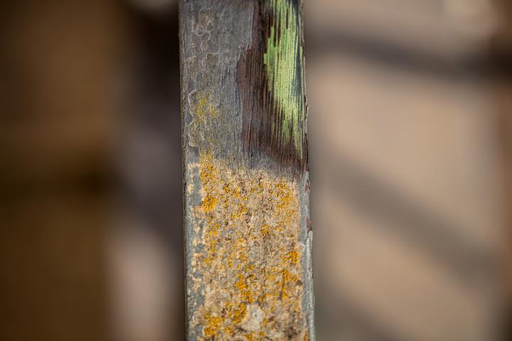 Image du produit Scheppach Brosse métallique