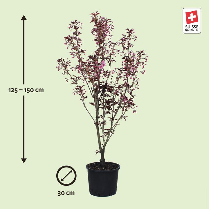 Immagine prodotto Zulauf Jap. Nelken-Kirsche / Prunus serr. 'Royal Burgundy' (150 cm)