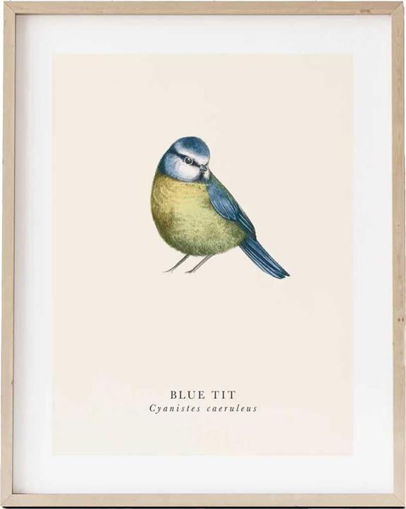 Actual product image Tall Boy Prints Blue Tit Print