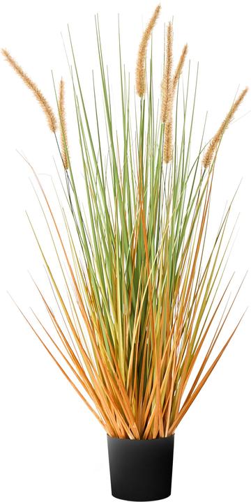 Immagine prodotto Beliani Bristlegrass (90 cm)