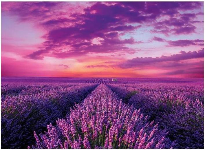 Immagine prodotto Clementoni Lavendelfeld (1000 pezzi)