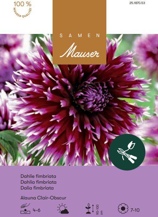 Immagine prodotto Samen Mauser Dahlia a forma di corno di cervo Alauna Clair-Obscur (Semi di fiori)