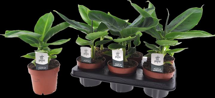 Image du produit Mahaloplants Plante de bananier nain (35 cm)