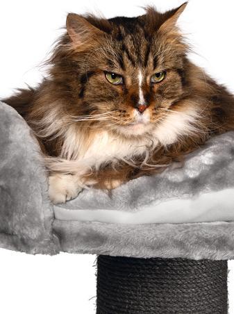 Image du produit Beeztees Arbre à chat Bz Tura (100 cm, Grey)