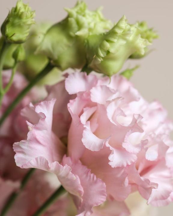 Image du produit feey Ballerine Avec Vase (Rose) (Fleurs coupées, 13x)