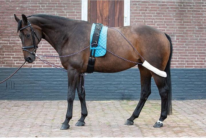 Actual product image Harry's Horse complete pessoa training