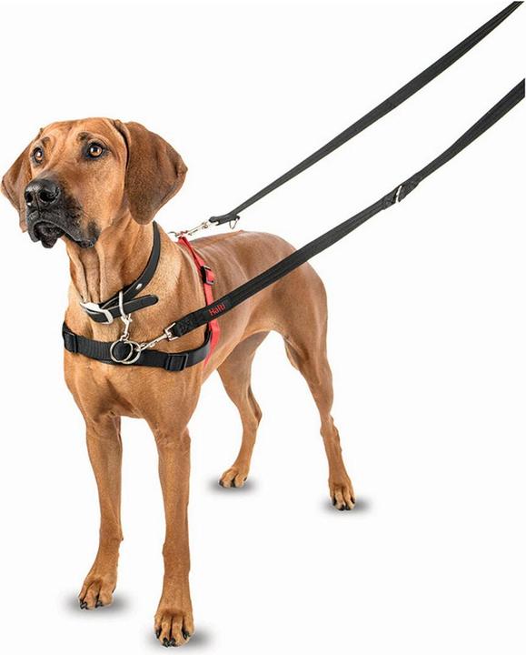 Produktbild Company of Animals Halti Antizug M Front Control (M, Hund, Allgemein, Spazieren)