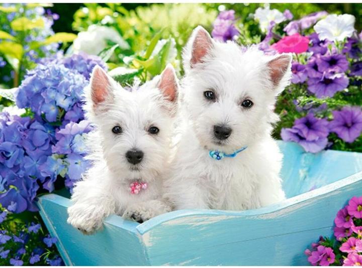 Actual product image Castorland Westie Puppies, Puzzle 200 pieces (200 pieces)