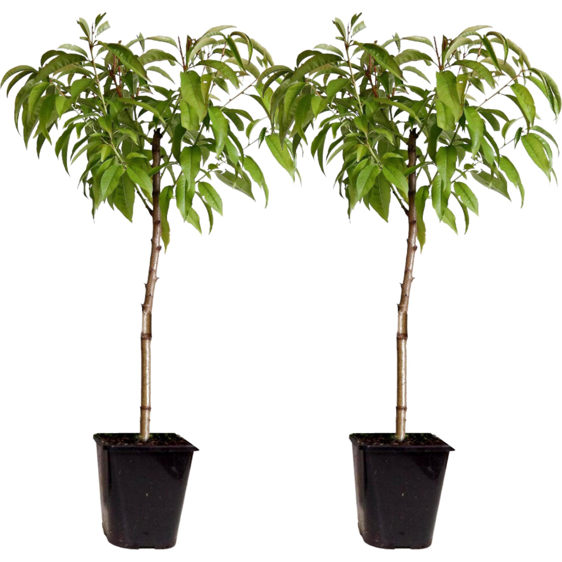 Plant in a Box, Pflanzen, Prunus Persica 'Saturne' - 2er Set Pfirsichbaum (60 cm)